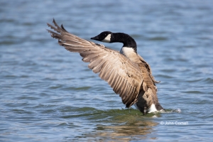 Branta-canadensis;Canada-Goose;avifauna,-bird,-birds,-Branta-canadensis,-Canad